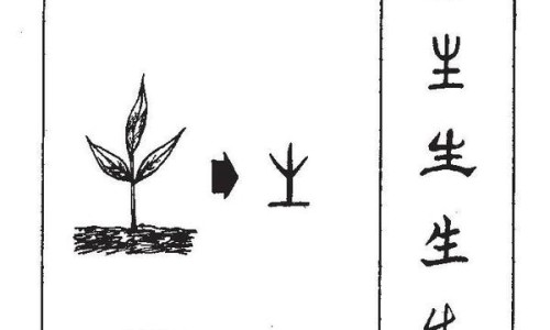 山慈姑的功效与副作用网 :分享山慈菇有什么功效和作用及禁忌症-山慈菇的功效与作用禁忌和用量知识